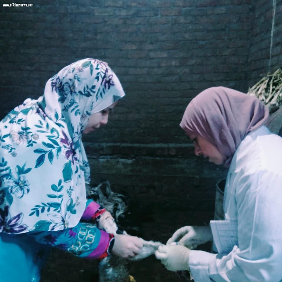 تحصين  64 ألف طائر من مرض أنفلونزا الطيور والأمراض الوبائية بقرى كفر الشيخ