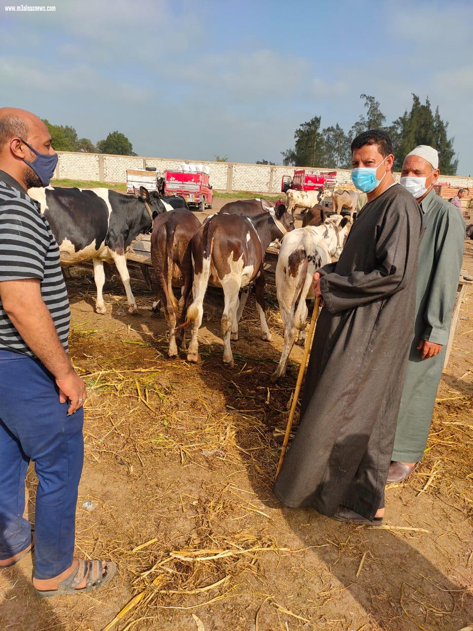 الصور .. عودة الحياة لسوق الماشية في بيلا مؤقتًا وسط إجراءات احترازية مشددة