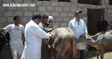 تحصين 45 ألف رأس ماشية بكفر الشيخ ضد مرض الجلد العقدى