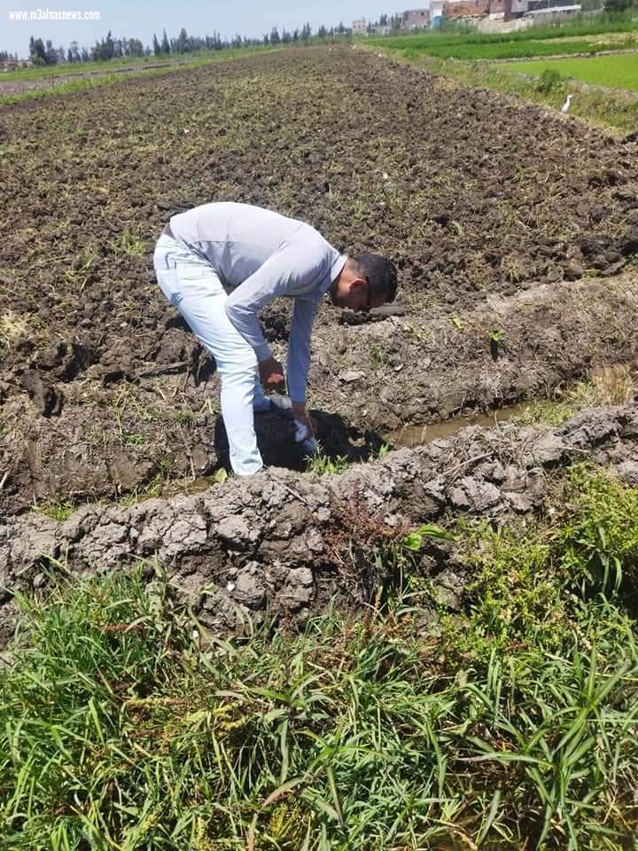  زراعه كفر الشيخ تبدأ حملة لمكافحة القوارض بمراكز وقرى المحافظة