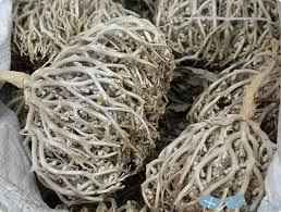  رزق ملاك شفيق يكتب عن..نبات كف مريم  