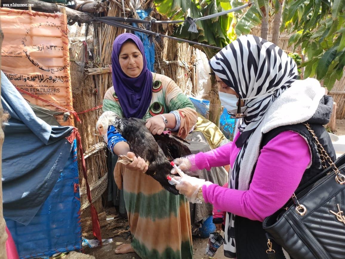  قوافل إرشادية وتوعوية بأسواق الماشية بكفر الشيخ