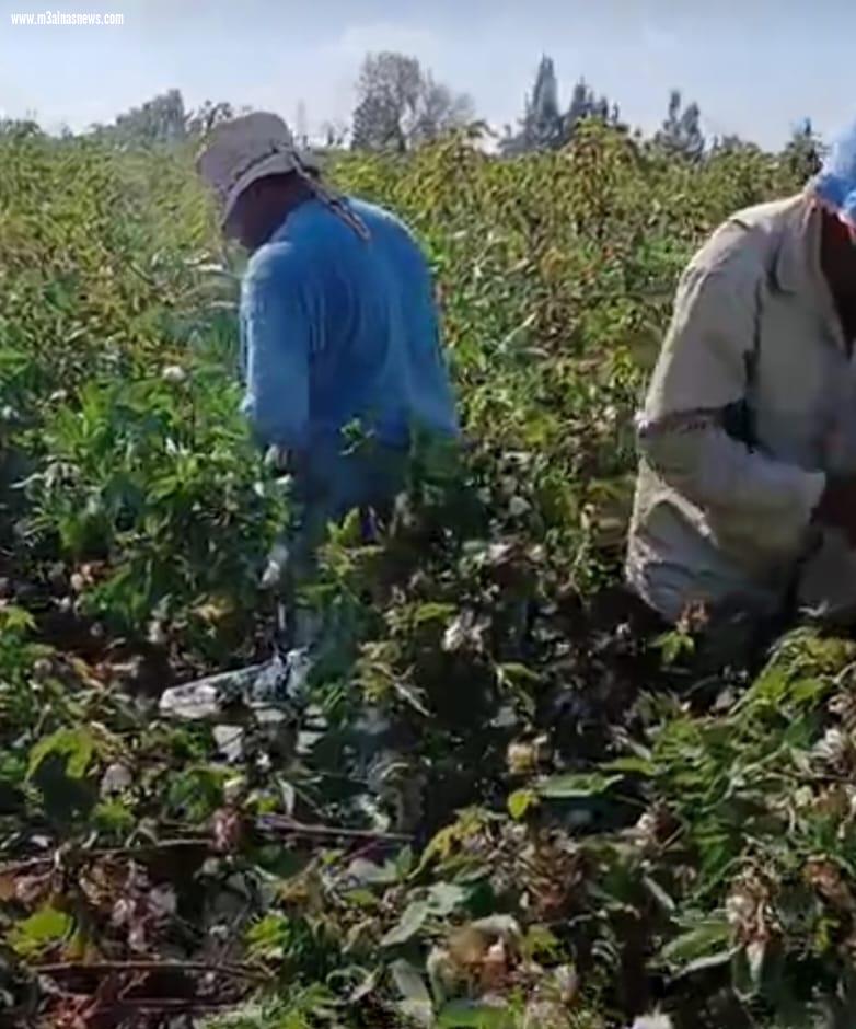 مزارعين كفرالشيخ يستغيثون برئيس الوزراء ووزير الزراعه من فساد بذرة القطن