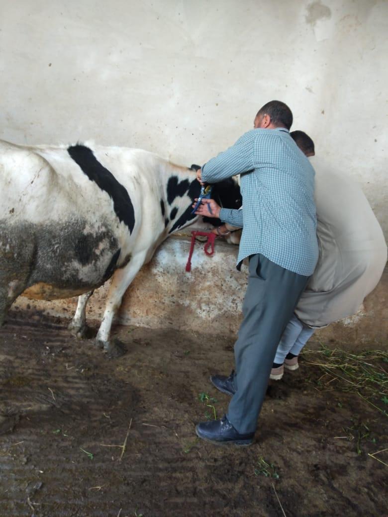 محافظ كفر الشيخ : تحصين 120 ألف رأس ماشية ضد حمى الوادى المتصدع والحمى القلاعية