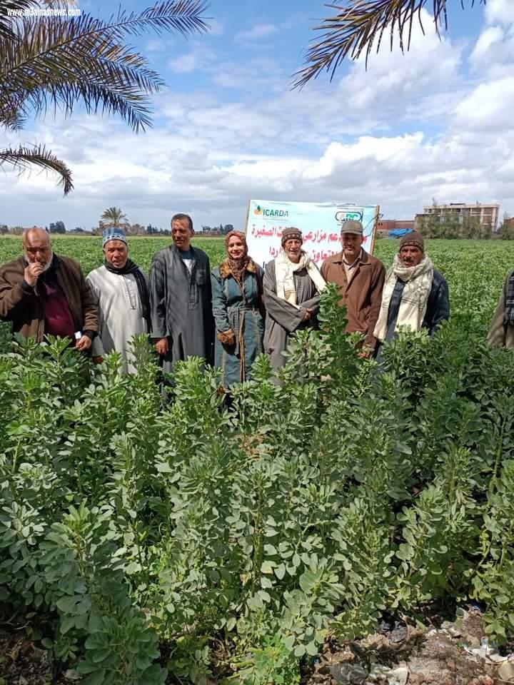 زراعة كفر الشيخ تقدم مشروع دعم لمزارعي الحيازات الصغيرة بالتعاون مع الايكاردا