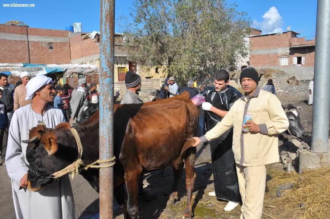 قافلة بيطرية لجامعة كفر الشيخ بالتعاون مع الصحة والطب البيطري وصندوق مكافحة الإدمان إلى مطوبس ضمن مبادرة 