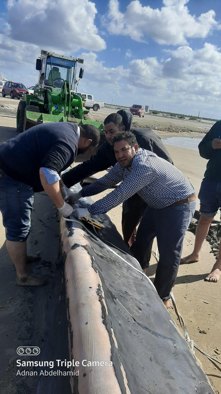 الانتهاء من الدفن الصحي لأثنى الحوت بمزرعة غليون السمكية  بكفرالشيخ