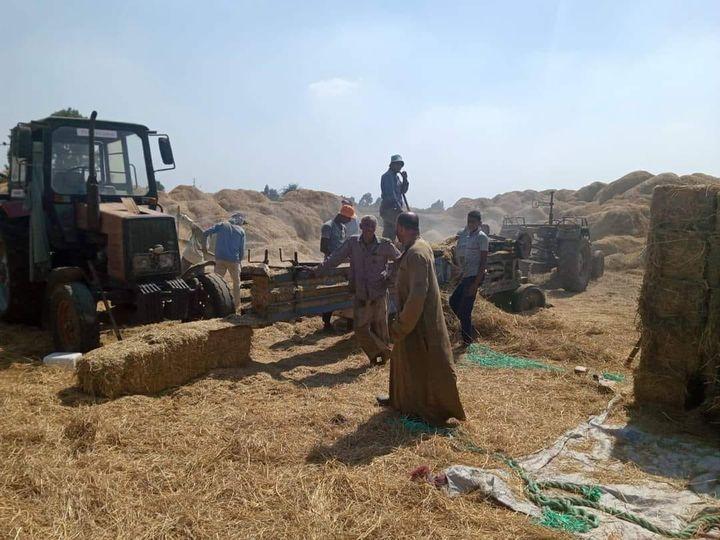وزارة الزراعة..جمع وتدوير أكثر من ١.٤ مليون طن قش الأرز وتنظيم ٩٩٠ ندوة ارشادية في ٦ محافظات