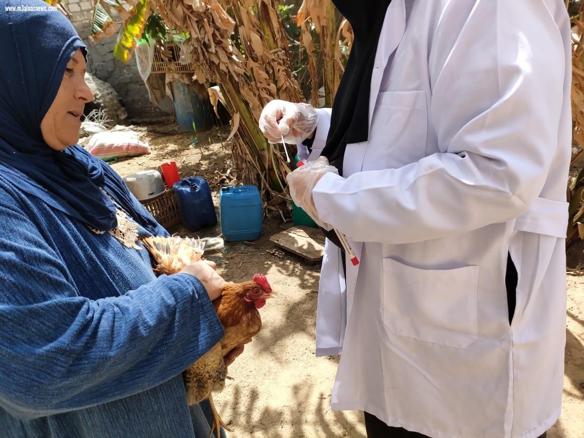  قوافل إرشادية وتوعوية بأسواق الماشية بكفر الشيخ