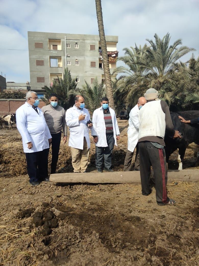 محافظ كفر الشيخ : تحصين 120 ألف رأس ماشية ضد حمى الوادى المتصدع والحمى القلاعية
