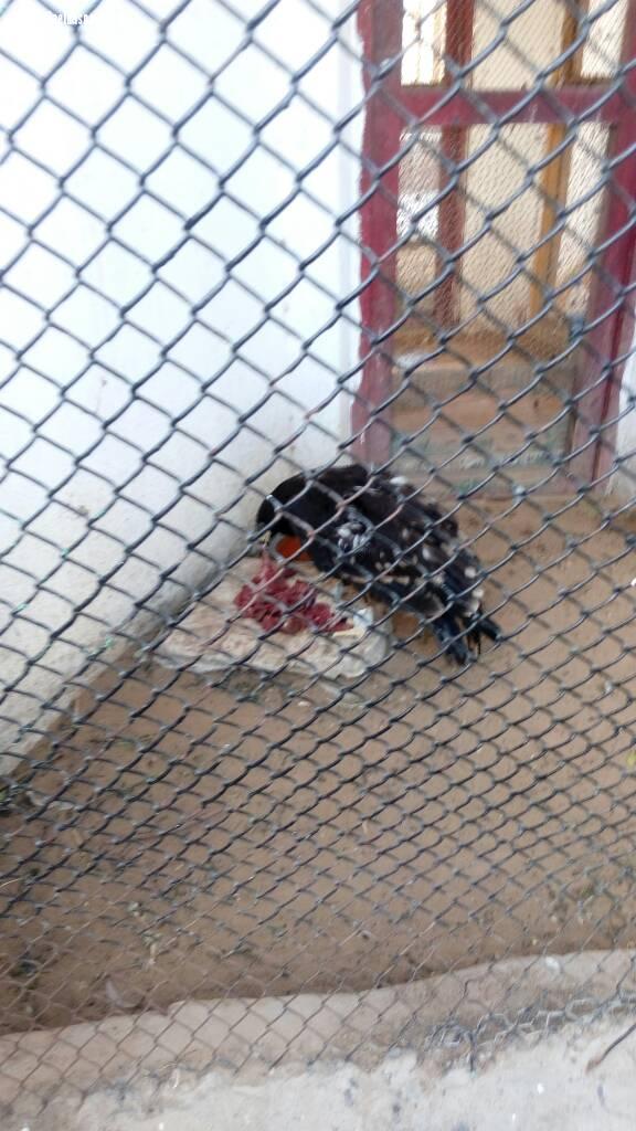 نسر يلجأ لديوان كفر الشيخ هربًا من غربان.. والمحافظ يشكل لجنة لرعايته