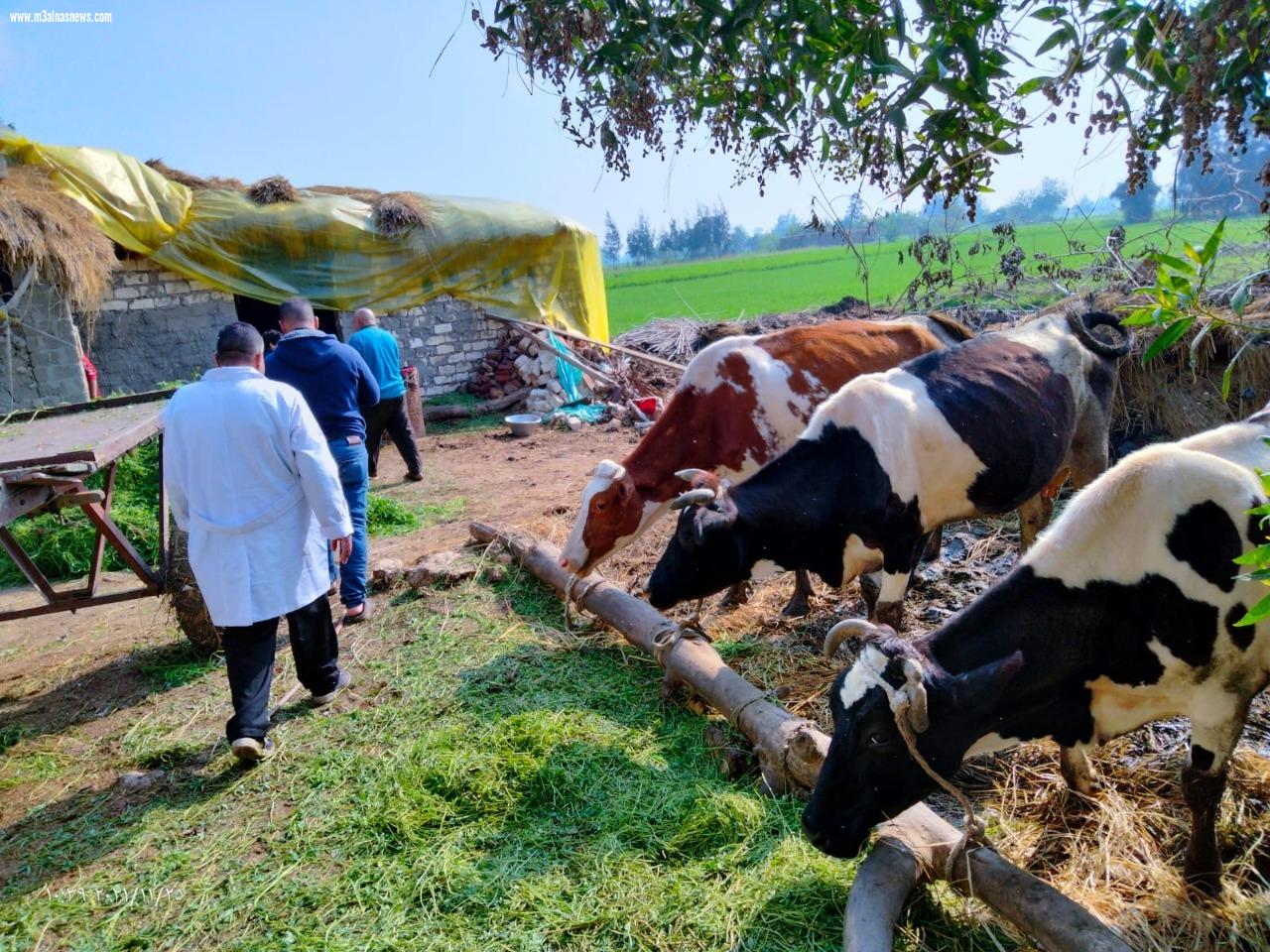 تحصين 217 ألف رأس ماشية  بكفر الشيخ