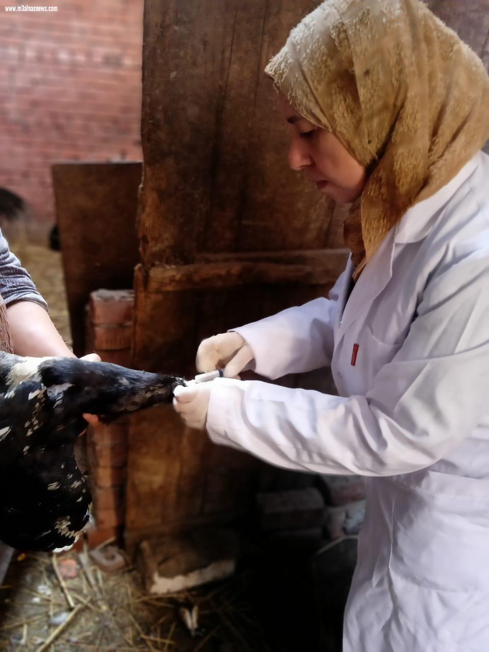 تحصين  64 ألف طائر من مرض أنفلونزا الطيور والأمراض الوبائية بقرى كفر الشيخ