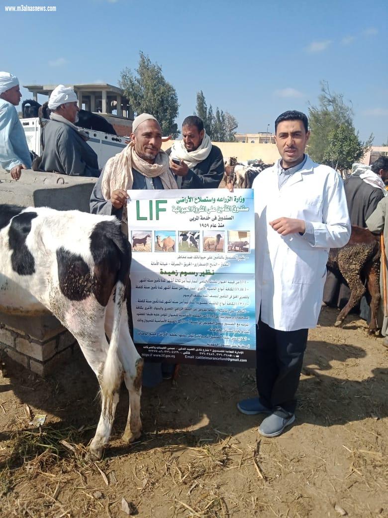  قوافل إرشادية وتوعوية بأسواق الماشية بكفر الشيخ