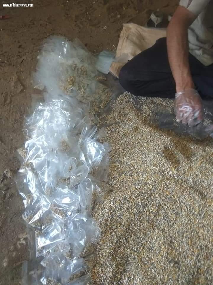  زراعه كفر الشيخ تبدأ حملة لمكافحة القوارض بمراكز وقرى المحافظة