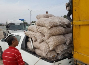 مستقبل وطن يوزع كراتين غذائية و100 طن بطاطس في كفر الشيخ 