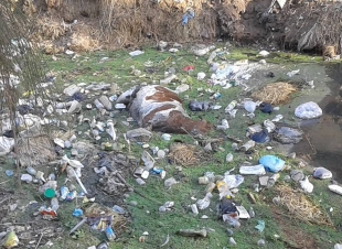 بالصور| التلوث يسيطر على المجارى المائية بقرية صيفر البلد بكفر الشيخ