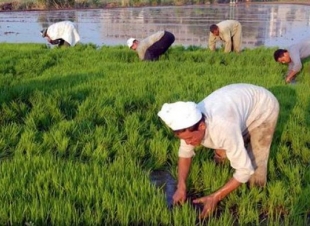 مزارعو الأرز بكفر الشيخ يستغيثون بالسيسي لرفع الغرامات