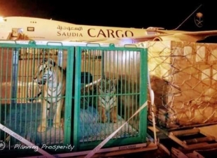 10 نمور تصل من ميلانو للمشاركة في سفاري موسم الرياض