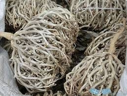  رزق ملاك شفيق يكتب عن..نبات كف مريم  