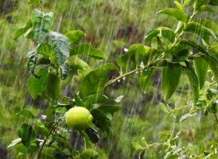 أمطار بنسبة كبيرة بنابلس على مدار يومين