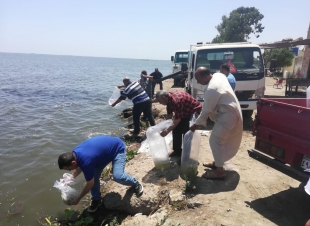 القاء 73 مليون وحدة زريعة بالبحيرات المصرية منهم 4 مليون وحدة ببحيرة البرلس